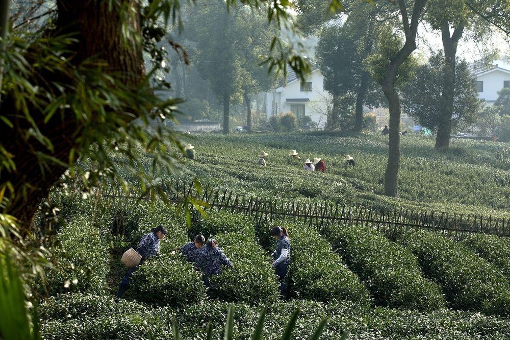 Landison Longjing Resort Hangzhou Bagian luar foto